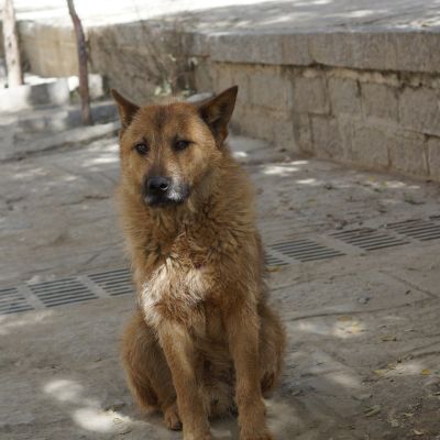 p_tibet05