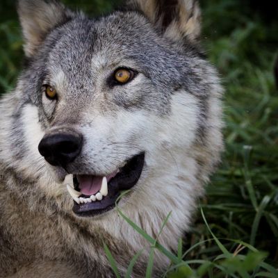 p_wolfpark01