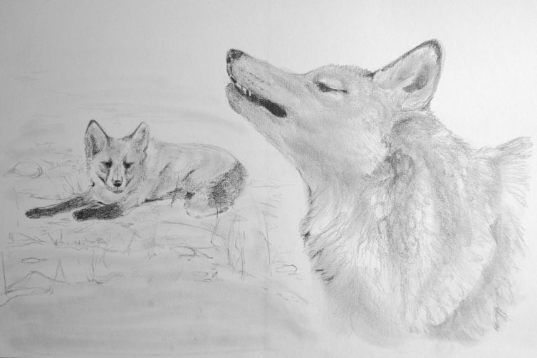 foxandwolf4