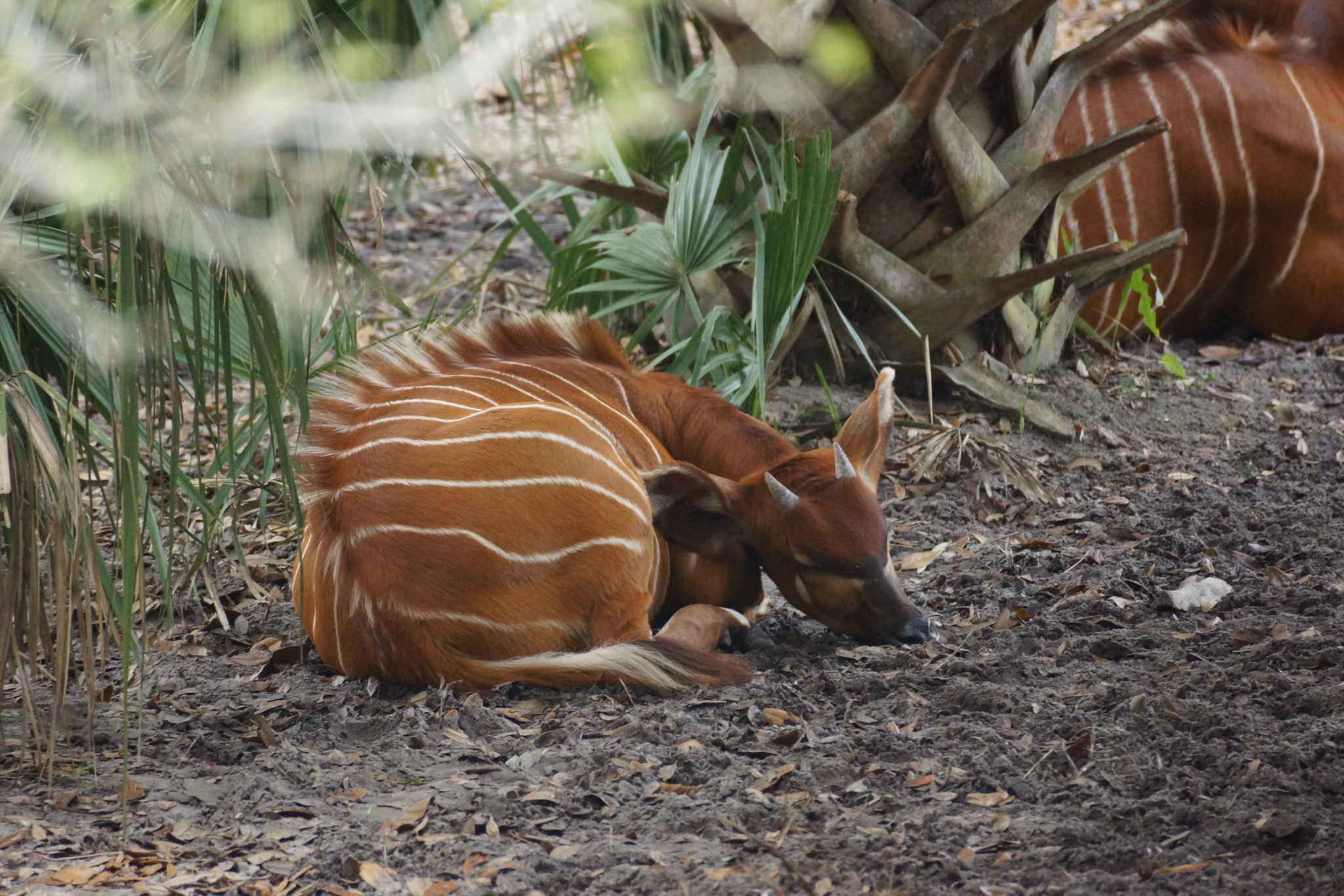 Jacksonville Zoo